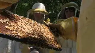 Keeping Bees and Making Honey with Brad Barton