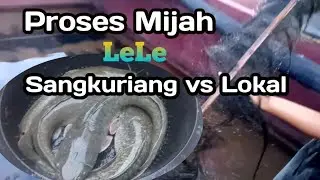 PROSES PEMIJAHAN LELE SANGKURIANG vs LOKAL || ,, TRIK JITU perkawinan Silang..!!!!