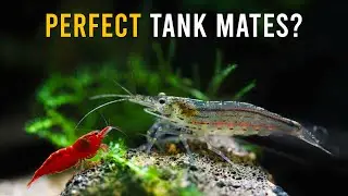 Can Amano Shrimp & Red Cherry Shrimp REALLY Co-Exist? Find Out!