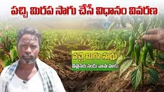 How to Grow Green Chillies from Seed in My Village | Chillies Growing Skill | Telugu VIllage Farming