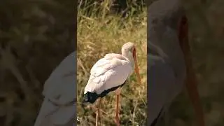 The white stork (Ciconia ciconia)