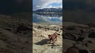 Stora Sj&ouml;fallet National Park Sweden #sweden #campervan #podr&oacute;żezpsem #travel #luckydog #marzenia