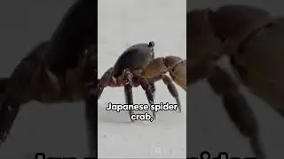 Crab Life