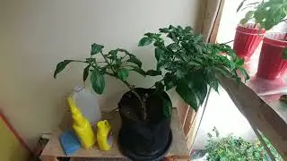 The end of the pepper lab?