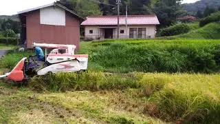 浜田市三隅町井野周布地、今年も稲刈りが始まりました。
