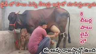 ఇది రాజస్థాన్ లో ఉంది సాయివాల్ జాతికి చెందిన ఆవు#youtube#cow #viral#animals#youtuber #goat#1million