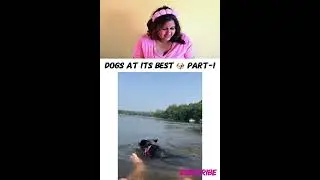 ry Not to Laugh Challenge | Daily Meme Pt.31: Dogs Humiliating Their Owners 🐕🤣