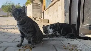 Whenever I go to the same place, the stray cats are waiting there.