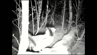 Mountain Rat