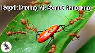 Kumbang Bapak Pucung vs Semut Rangrang | Kumbang | Serangga TV Channel
