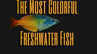 Boesemani Rainbowfish Facts | The Most Colorful Freshwater Fish