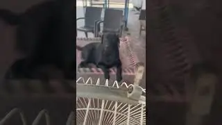 Mycoo #labrador #doglover #shorts #punjabi vlog Punjab life