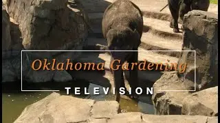 Public Garden's Day -- OKC Zoo and Botanical Garden