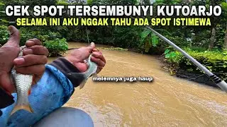🍃CEK SPOT TERSEMBUNYI KUTOARJO TERNYATA BABONNYA HAUP💥 mancing derbang umpan roti MS-570