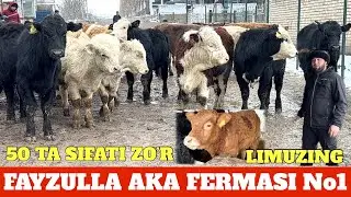FAYZULLA AKA 50 TA ANGUS LIMUNG AVLIKOL GREFORD BUQALA KELDI