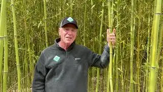 Bamboo is an Aggressive Invasive Plant
