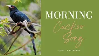 Wake Up to the Beautiful Cuckoo Song #videoshort  #cuckoo