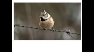 videoaves