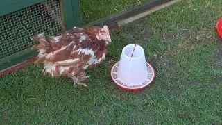 Rescuing Battery Hens