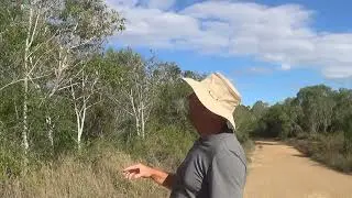 Australian Mistletoe Bird