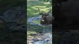 Reindeers caught taking over my backyard #reindeers #fyp #funnyanimals