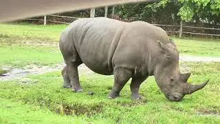США. Lion Country Safari. Животные разгуливают на свободе а вы ездите на машине среди них.