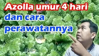 Rumput azolla umur 4 hari dan cara perawatannya