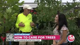 Trees for San Antonio!