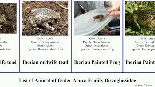 List of Animal of Order Anura Family Discoglossidae midwife painted frog toad iberian Majorca