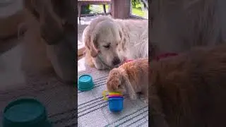 Funny animal Compilation
