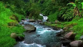 Forest River Water Sounds | Pure Nature Ambience for Relaxation