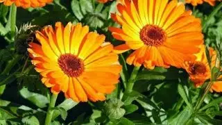 Como germinar y sembrar calendulas🌳🏵️