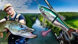 BROCHET metr&eacute; mangeur de TRUITES, cette rivi&egrave;re en est infest&eacute;e !