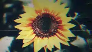 DPLAY'S - Flor de amor
