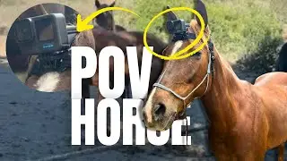 A Day in the Life of a Horse: POV HORSE 🐴 #Horse #Horsevideo 