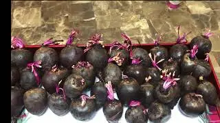 Wow 🤩 growing beets in my kitchen.  First capture.