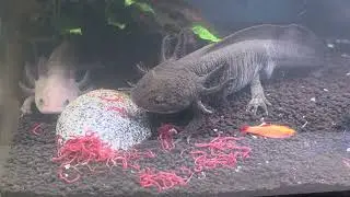 @Axolotl feeding 