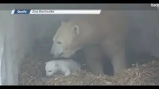 Новости из Карлсруэ...News from Karlsruhe...