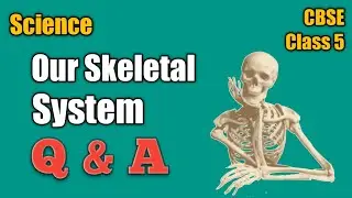 CBSE | Class 5 | Our Skeletal System | Questions and Answers