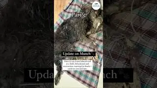 *UPDATE* Munch was found abandoned in a field, dehydrated and motionless, waiting for death until...