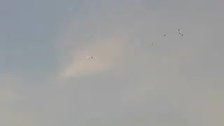 Mass Migration of Birds🦜🕊🦅