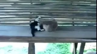 Обезьяна против кота/Monkey vs. cat.
