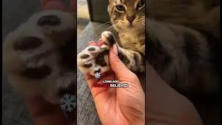 Polydactyl Cats: The Cats with Extra Toes 🐾😺 #polydactylcat #catfacts #catshorts #cutecats