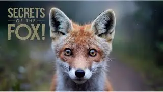 The Fox: The Cunning Predator and Its Amazing Secrets!