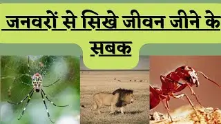Important life lessons ##ytshorts ##shorts ##animals ##lion ##ant##spider