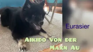 How much does a eurasier puppy cost in Germany? | Eurasier Dog in Germany #dog #eurasian