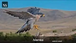 Sonidos del Halc&oacute;n Peregrino  - Canto  - Reclamo  y Alarma - sonidos de &aacute;guilas