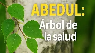 Abedul ➡️ Propiedades Medicinales, Beneficios y Usos Naturales