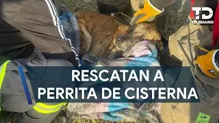 Rescatan a perrita de cisterna al sur de Monterrey; se había escapado de su casa