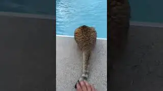 Funny CAT Moments 😂😂 episode 7587 #funnycats #cats #funnyanimals #petsofinstagram